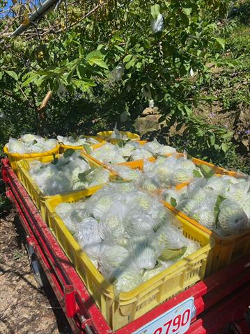 番石榴(芭樂) 產品圖片（圖片編號 737486）