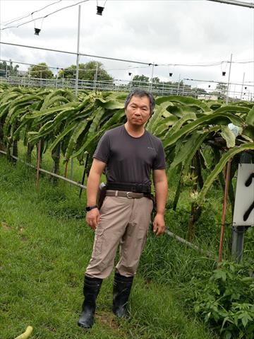 紅龍果 產品圖片（圖片編號 737757）
