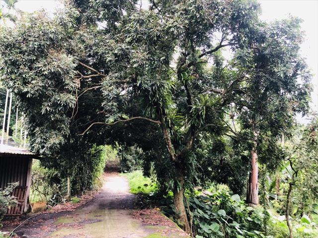 龍眼 產品圖片（圖片編號 737763）
