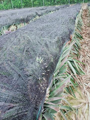 鳳梨 產品圖片（圖片編號 737770）