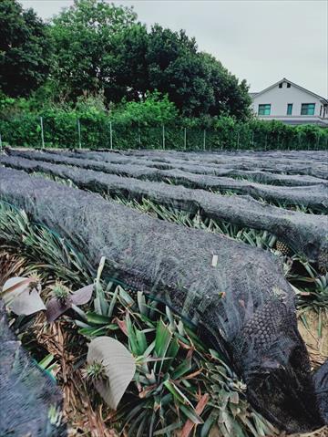 鳳梨 產品圖片（圖片編號 737771）