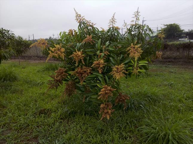 芒果 產品圖片（產品編號 540418）
