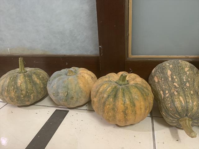 南瓜(金瓜) 產品圖片（圖片編號 738839）
