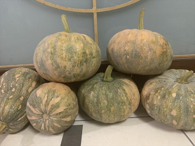 南瓜(金瓜) 產品圖片（產品編號 540761）