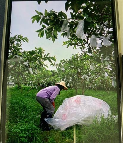 番石榴(芭樂) 產品圖片（產品編號 540942）