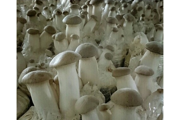 杏鮑菇 產品圖片（圖片編號 740898）