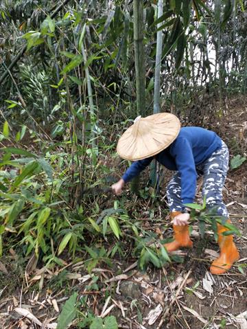 竹筍 產品圖片（圖片編號 740927）