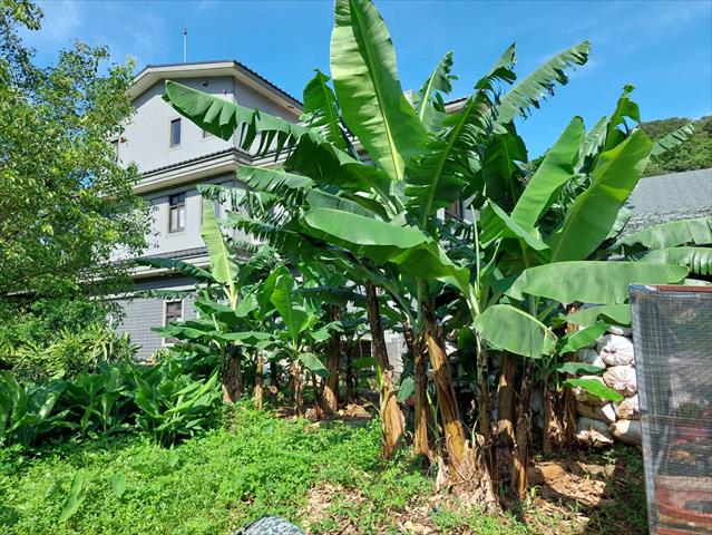 香蕉 產品圖片（產品編號 542437）