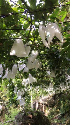 百香果 產品圖片（圖片編號 741791）