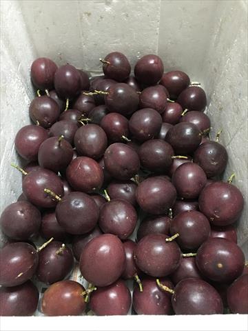 百香果 產品圖片（圖片編號 741793）