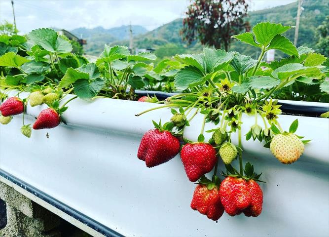 草莓 產品圖片（產品編號 543634）