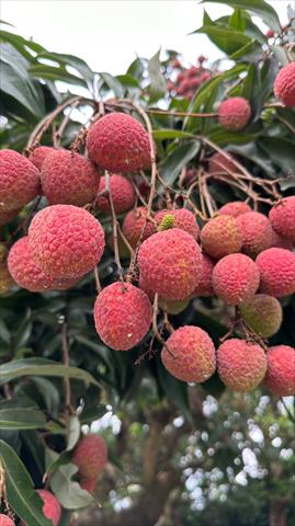荔枝 產品圖片（圖片編號 743713）