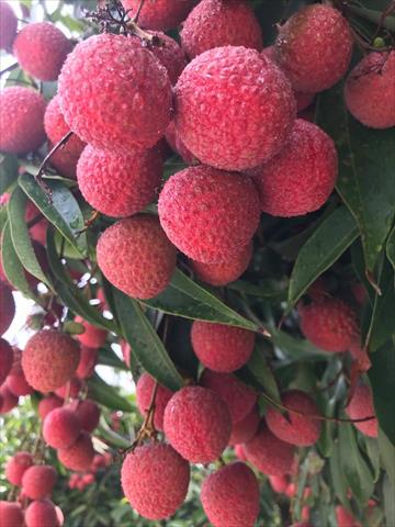 荔枝 產品圖片（產品編號 544230）