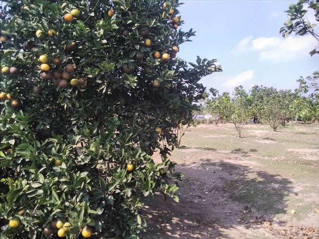 柳橙 產品圖片（圖片編號 743800）