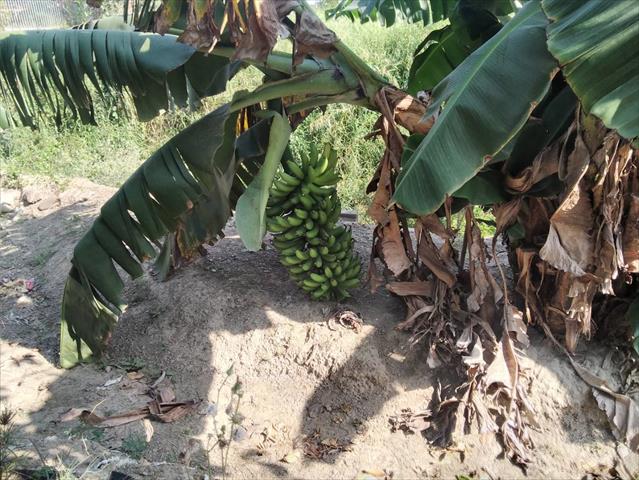 香蕉 產品圖片（圖片編號 743803）
