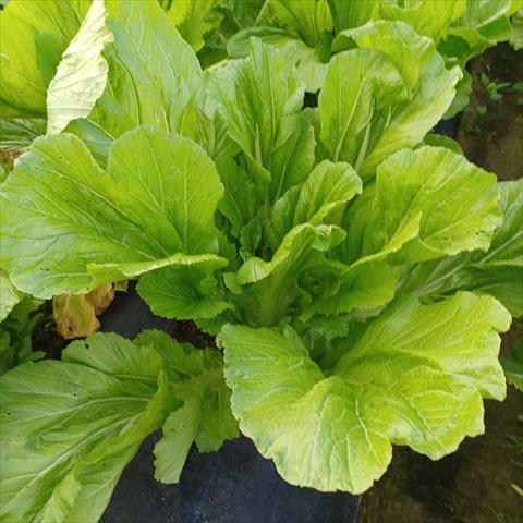 學菜(鴨舌菜,福菜) 產品圖片（產品編號 544389）