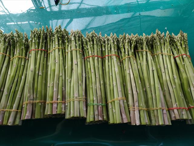 蘆筍 產品圖片（產品編號 544409）