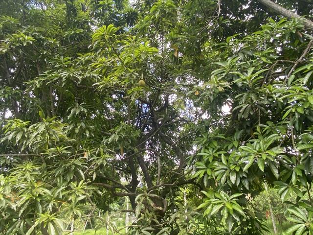 黃金果(黃晶果,加蜜蛋黃果,蜜蛋黃果) 產品圖片（產品編號 544488）