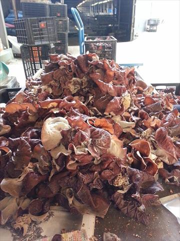 黑木耳(毛木耳) 產品圖片（產品編號 544582）