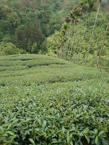 茶製品-茶 產品圖片（產品編號 545201）