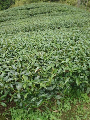 茶製品-茶 產品圖片（圖片編號 744794）
