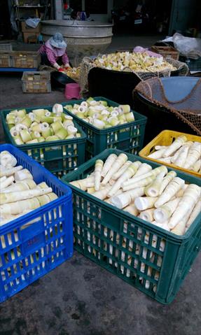 竹筍 產品圖片（產品編號 545204）