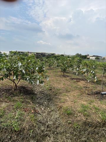 番石榴(芭樂) 產品圖片（圖片編號 745157）