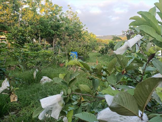芒果 產品圖片（產品編號 546655）