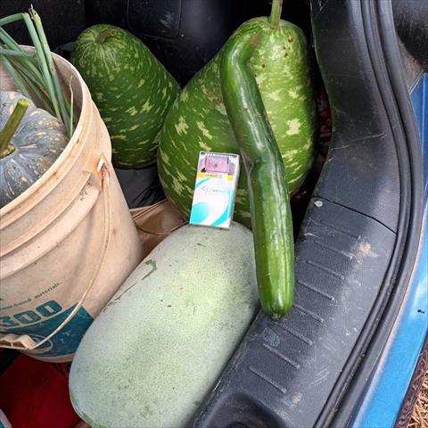 扁蒲(瓠瓜,匏瓜,蒲瓜) 產品圖片（產品編號 546662）