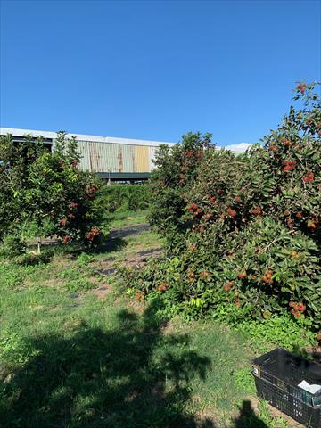 紅毛丹 產品圖片（產品編號 548133）