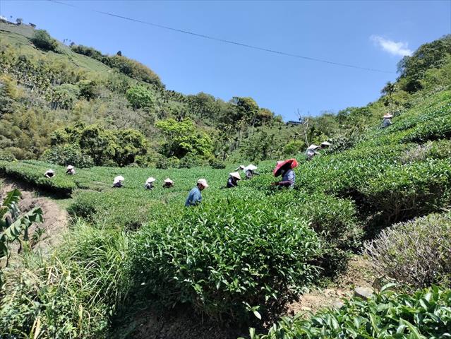 茶製品-茶 產品圖片（產品編號 548136）