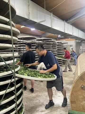 茶製品-茶 產品圖片（圖片編號 748968）