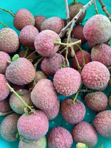 荔枝 產品圖片（圖片編號 749646）