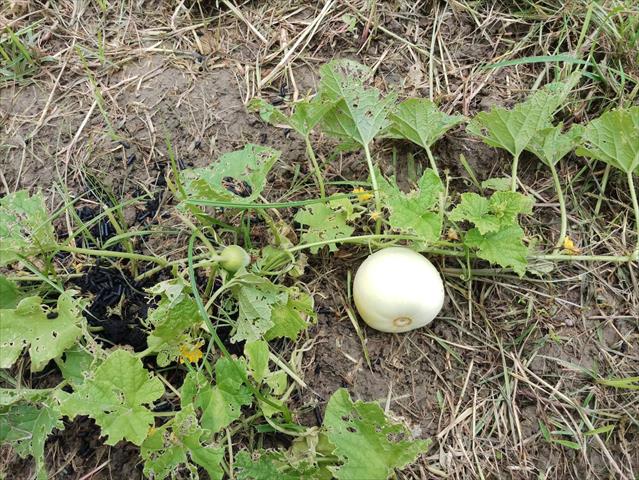 香瓜(美濃瓜) 產品圖片（圖片編號 750182）