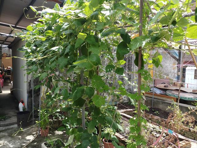 長豇豆 產品圖片（圖片編號 750185）
