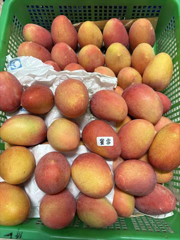 芒果 產品圖片（圖片編號 750712）