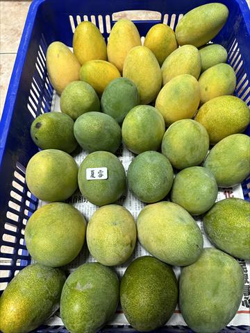 芒果 產品圖片（產品編號 549908）