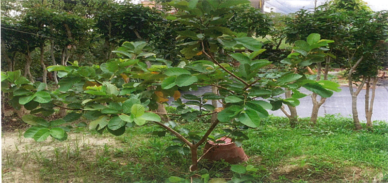 番石榴(芭樂) 產品圖片（產品編號 550295）