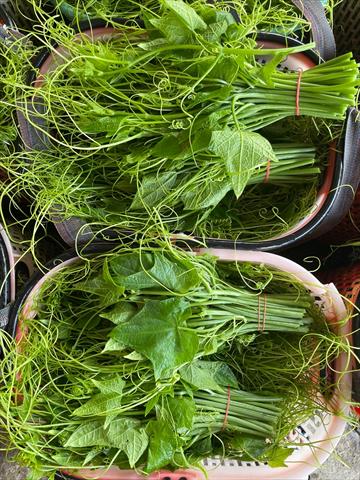 龍鬚菜(隼人瓜苗、梨瓜苗) 產品圖片（圖片編號 750977）
