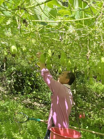 隼人瓜(佛手瓜、梨瓜) 產品圖片（圖片編號 750980）