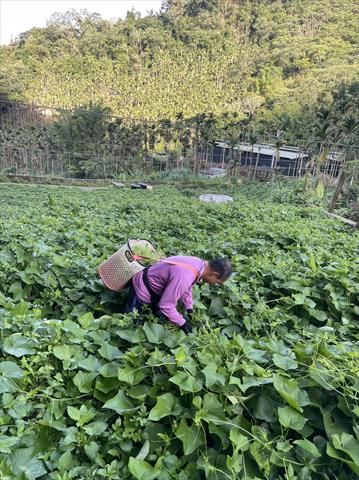 龍鬚菜(隼人瓜苗、梨瓜苗) 產品圖片（圖片編號 750982）