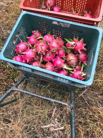 紅龍果 產品圖片（圖片編號 750991）
