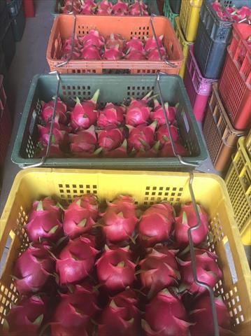 紅龍果 產品圖片（產品編號 550313）