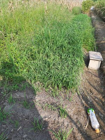 韭菜 產品圖片（產品編號 550957）