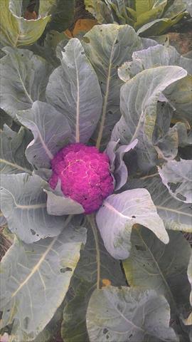 花椰菜 產品圖片（圖片編號 752002）