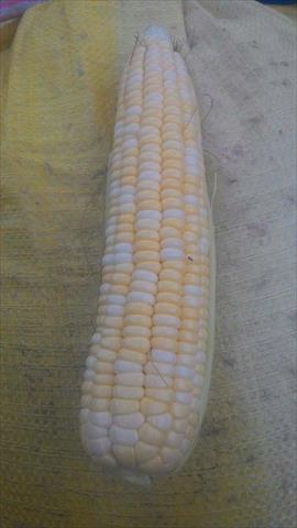 食用玉米(含玉米筍) 產品圖片（圖片編號 752009）