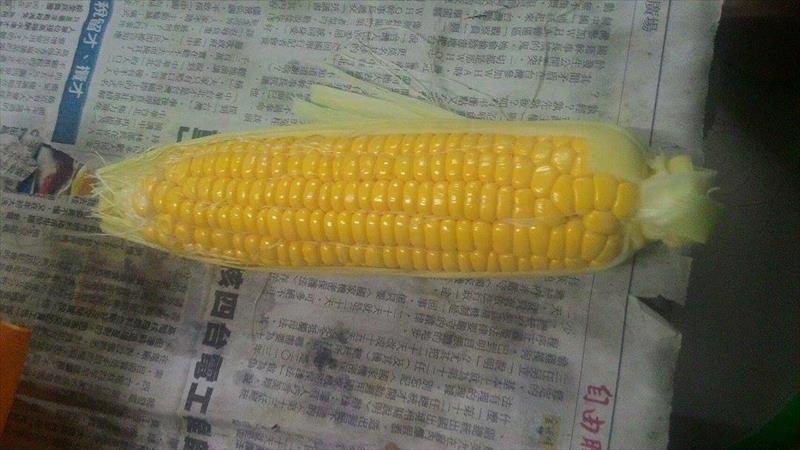 食用玉米(含玉米筍) 產品圖片（圖片編號 752010）