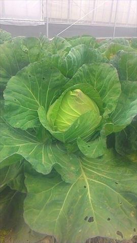 甘藍(高麗菜) 產品圖片（圖片編號 752026）