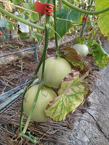 香瓜(美濃瓜) 產品圖片（圖片編號 752028）