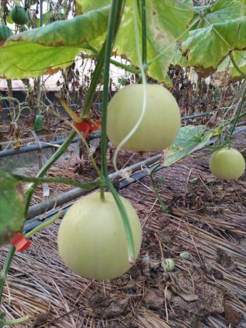 香瓜(美濃瓜) 產品圖片（圖片編號 752029）